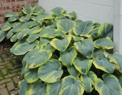 Hosta sieboldiana ‘Frances Williams’