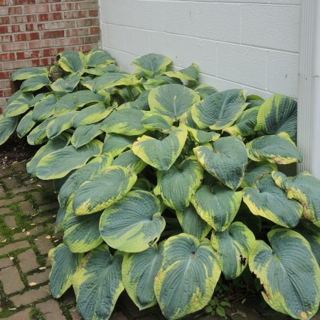 Hosta sieboldiana ‘Frances Williams’ - Hartlelie