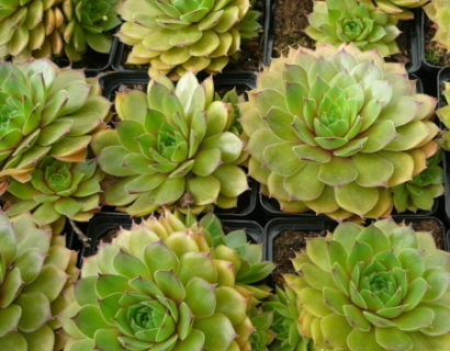 Sempervivum ‘Bernstein’ - Huislook