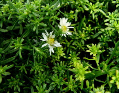 Aster ericoides ‘Snowflurry’ - herfstaster