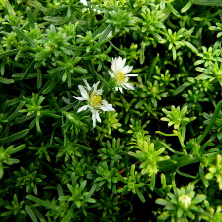 Aster ericoides ‘Snowflurry’ - herfstaster