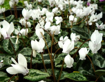 Cyclamen hederifolium ‘Album’ - Cyclaam / alpenviooltje