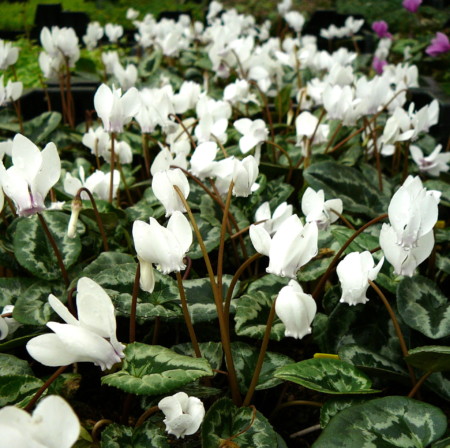 Cyclamen hederifolium ‘Album’ - Cyclaam / alpenviooltje