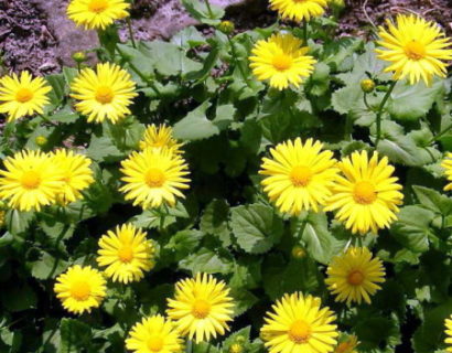 Doronicum orientale ‘Little Leo’ - Voorjaarszonnebloem