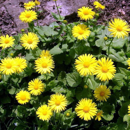 Doronicum orientale ‘Little Leo’ - Voorjaarszonnebloem