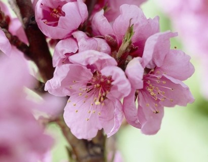 Prunus persica nuc. ‘Garden Beauty’ - Dwergnectarine