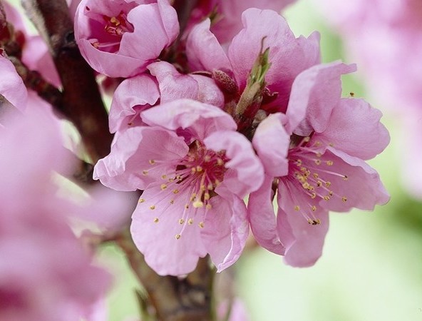 Prunus persica nuc. ‘Garden Beauty’ - Dwergnectarine