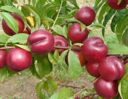 Prunus persica nuc. ‘Silver Prolific’