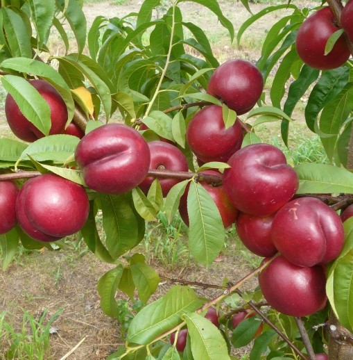 Prunus persica nuc. ‘Silver Prolific’ - Dwergnectarine