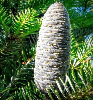 Abies fraseri - Fraserspar