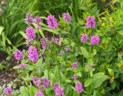 Stachys monieri ‘Hummelo’ - Andoorn / Koortskruid