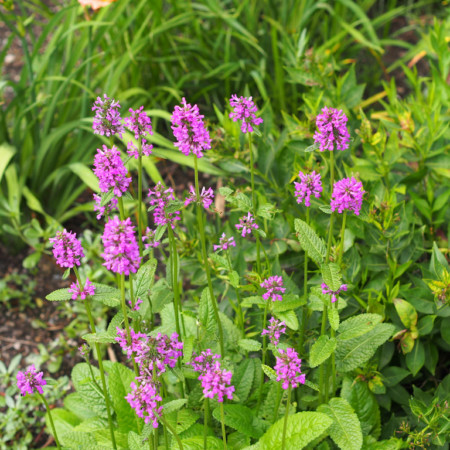 Stachys monieri ‘Hummelo’ - Andoorn / Koortskruid