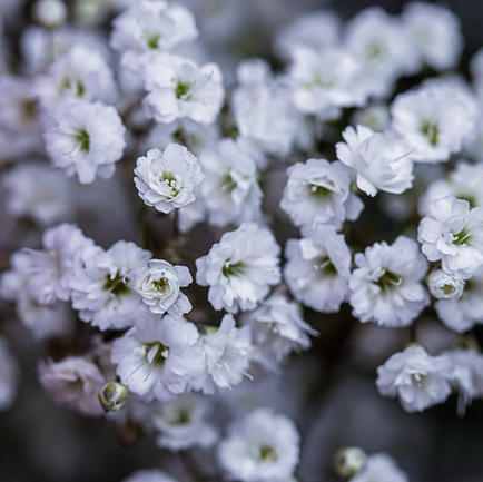 Gypsophila paniculata - gipskruid