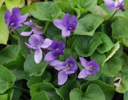 Viola odorata ‘Köningin Charlotte’ pot 2 liter - Maarts viooltje