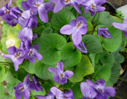 Viola odorata ‘Königin Charlotte’  (grote pot) - Maarts viooltje