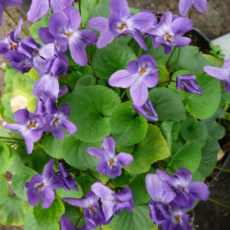 Viola odorata ‘Königin Charlotte’  (grote pot) - Maarts viooltje