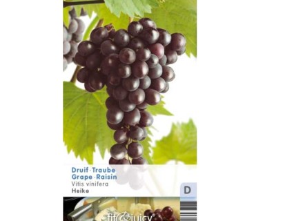 Vitis ‘Heike’ - Pitloze blauwe druif