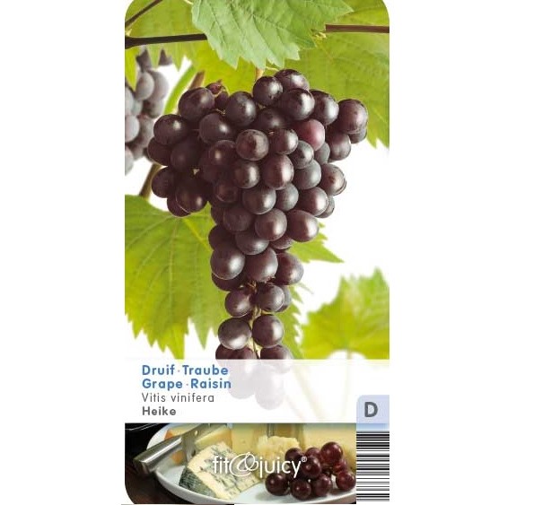 Vitis ‘Heike’ - Pitloze blauwe druif