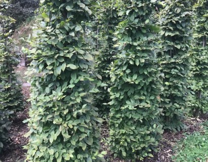 Carpinus betulus zuilvorm - haagbeuk