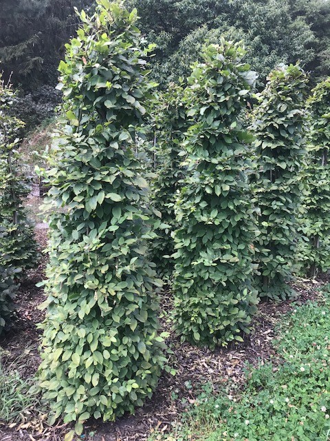 Carpinus betulus zuilvorm - haagbeuk