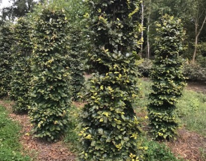 Fagus sylvatica zuilvorm - groene beuk