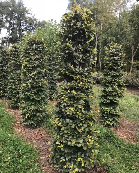 Fagus sylvatica zuilvorm - groene beuk