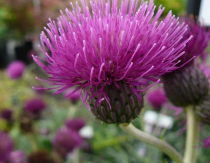 Cirsium rivulare ‘Trevor’s Blue Wonder’ (grote pot) - Vederdistel