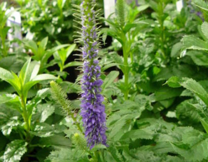 Veronica spicata ‘Ulster Dwarf Blue’ (grote pot) - Ereprijs