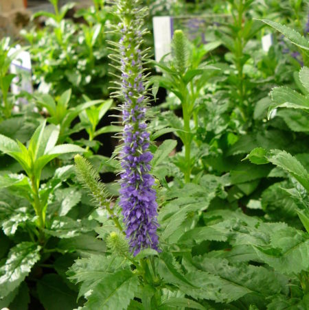 Veronica spicata ‘Ulster Dwarf Blue’ (grote pot) - Ereprijs