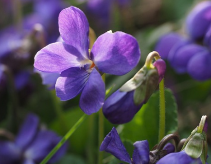 Viola labradorica pot 2 liter - viooltje