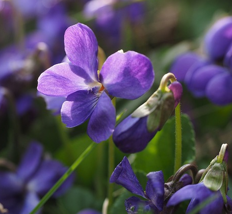 Viola labradorica pot 2 liter