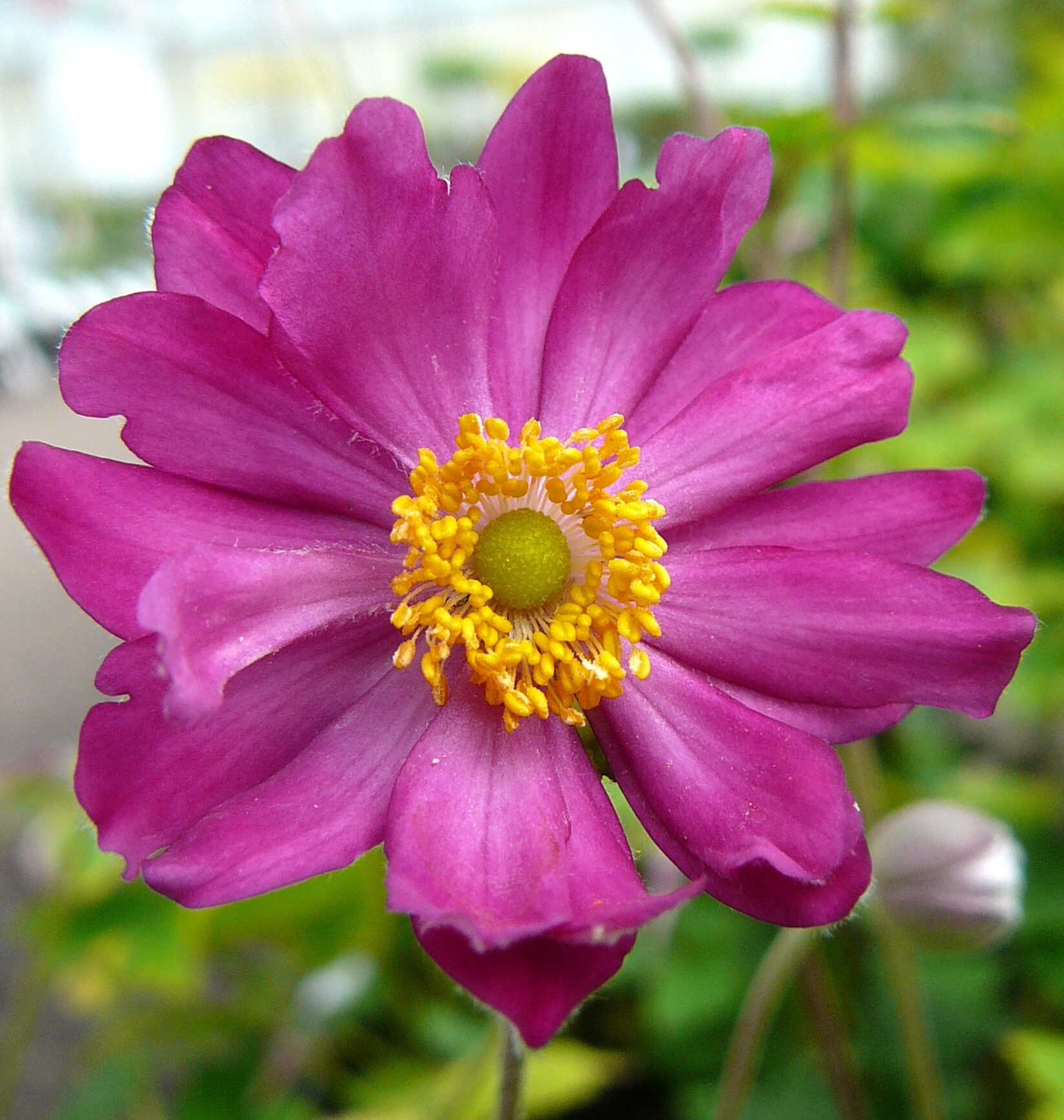 Anemone hybrida ‘Pamina’  pot 2 liter
