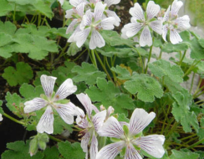 Geranium renardii (grote pot)