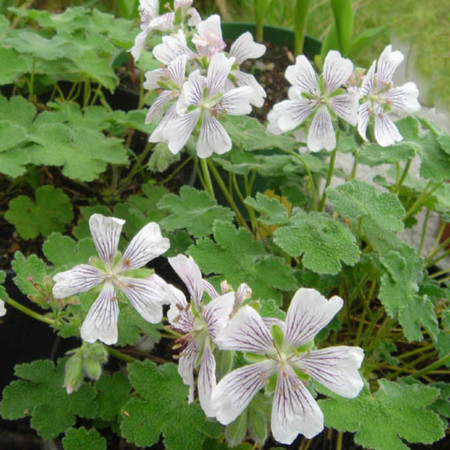 Geranium renardii (grote pot) - ooievaarsbek