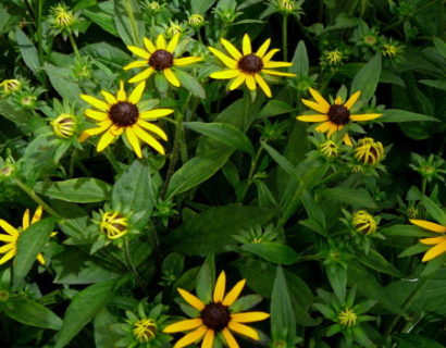 Rudbeckia fulgida ‘Little Goldstar’ (grote pot) - Zonnehoed