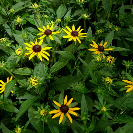 Rudbeckia fulgida ‘Little Goldstar’ (grote pot) - Zonnehoed