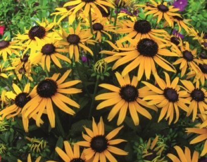 Rudbeckia ‘Little Goldstar’ pot 3 liter - Zonnehoed