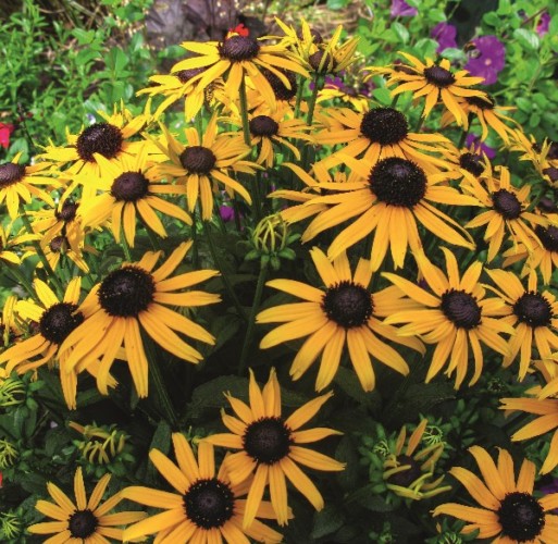 Rudbeckia ‘Little Goldstar’ pot 3 liter