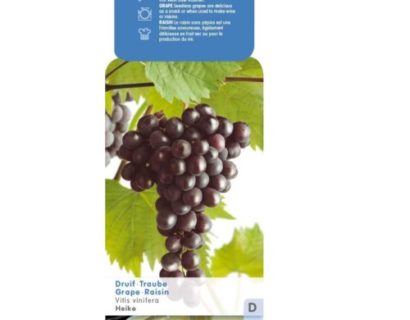 Pitloze blauwe druif 'Heike' pot 2 liter