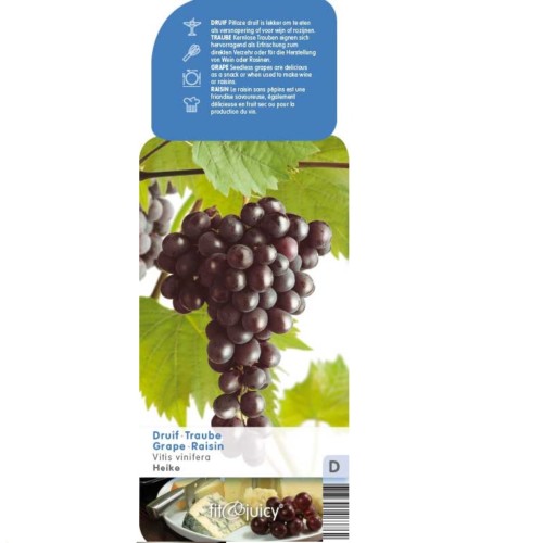 Pitloze blauwe druif ‘Heike’ pot 2 liter
