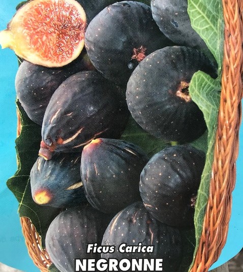 Ficus carica ‘Negronne’ - Vijg