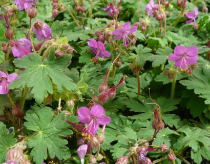 Geranium macrorrhizum - ooievaarsbek
