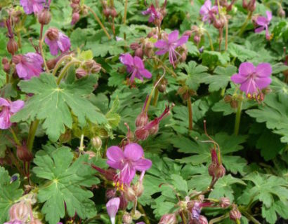 Geranium macrorrhizum - ooievaarsbek