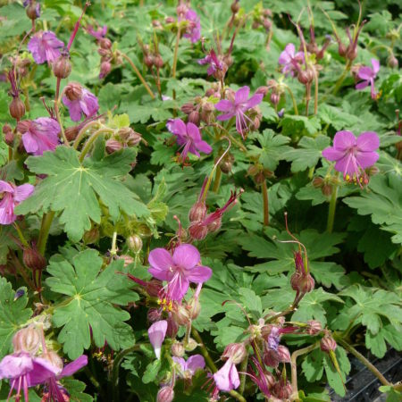 Geranium macrorrhizum - ooievaarsbek