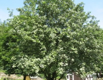 Sorbus aria ‘Magnifica’ - Lijsterbes