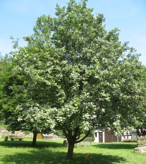 Sorbus aria ‘Magnifica’ - Lijsterbes