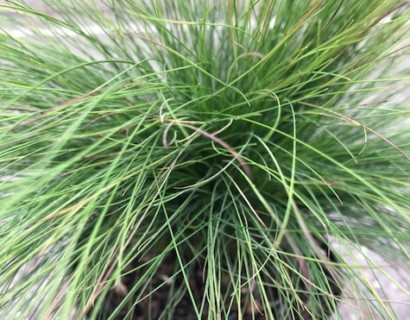 Festuca ‘Walberla’