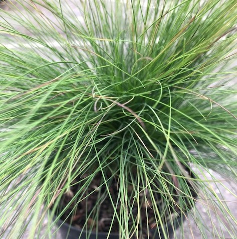 Festuca ‘Walberla’ - Zwenkgras