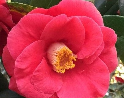 Camellia japonica ‘Adolphe Audusson’