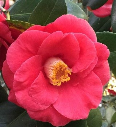 Camellia japonica ‘Adolphe Audusson’ - Camellia